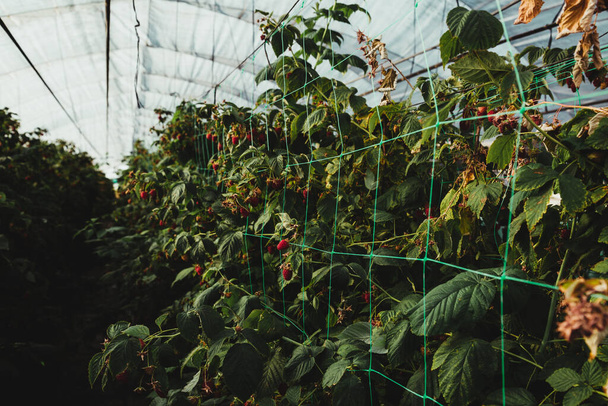 果物の温室は植え付けと収穫の準備ができています。ラズベリーとブルーベリー。農業。健康食品 - 写真・画像