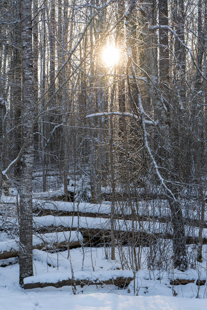 Nézd meg a fák havazott egy hideg téli napon, amikor a fényes nap ragyog - Fotó, kép