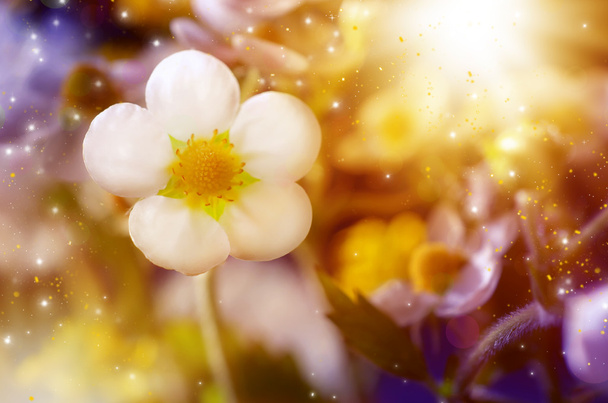 fehér virág - Fotó, kép