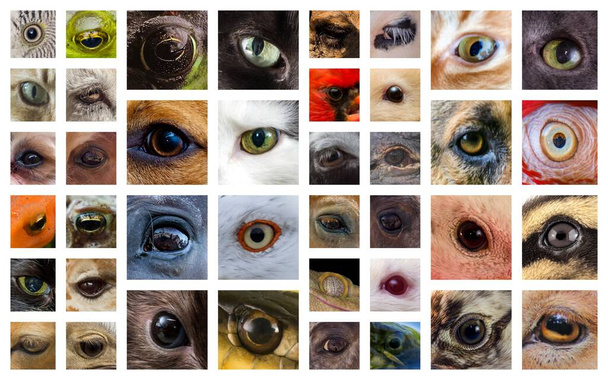 Closeup macro collage of animal eyes from many different species - Fotoğraf, Görsel