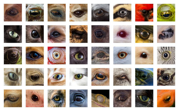 Closeup macro collage of animal eyes from many different species - Photo, Image