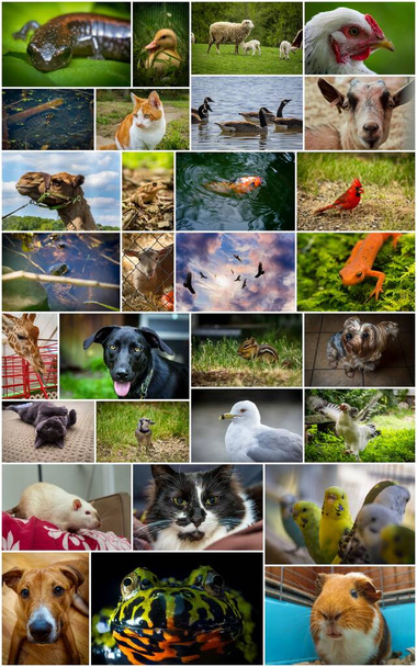 Large collage including pets zoo wildlife and farm animals - Fotoğraf, Görsel