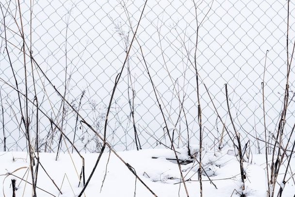 en la nieve de invierno una cerca de metal negro y algunas plantas forman un patrón interesante - Foto, Imagen