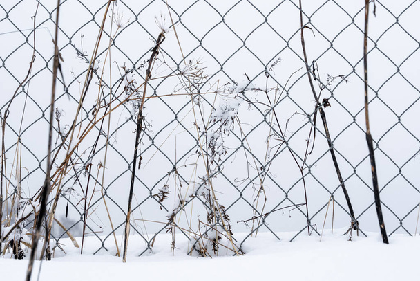 в зимний снег черный металлический забор и некоторые растения образуют интересный узор - Фото, изображение