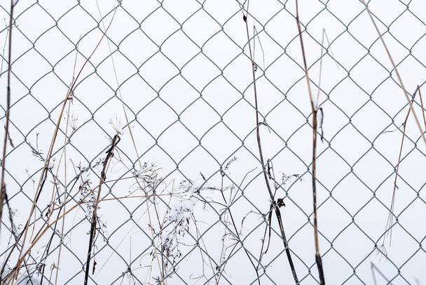 в зимний снег черный металлический забор и некоторые растения образуют интересный узор - Фото, изображение