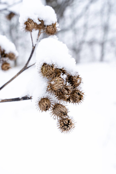 μαραμένα άνθη γαϊδουράγκαθου χιονισμένα με λευκό χιόνι - Φωτογραφία, εικόνα