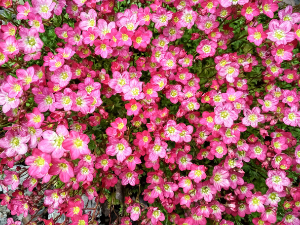 Many little pink flowers saxifraga background. Saxifraga pink little flowers background. Purple flowers background - Photo, image
