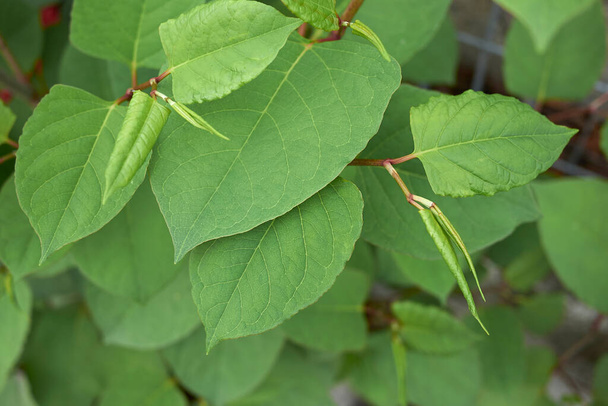 Reyouta japonica低木の新鮮な茎と葉 - 写真・画像