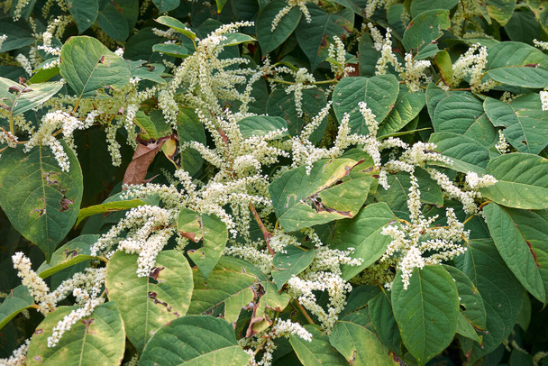 Reynoutria japonica plants in bloom - Photo, Image