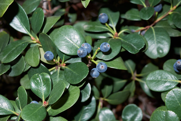 Raphiolepis indica branch with blue berries - Фото, изображение