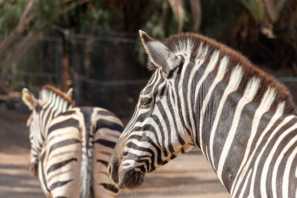 Portait of zebra. Zebra in zoo. Animal with black and white stripes. Photo of zebra's head. - Fotografie, Obrázek