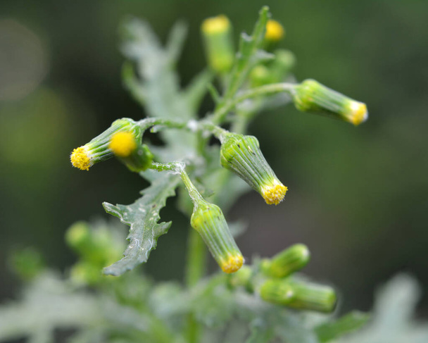 W przyrodzie, Senecio vulgaris rośnie jako chwast - Zdjęcie, obraz