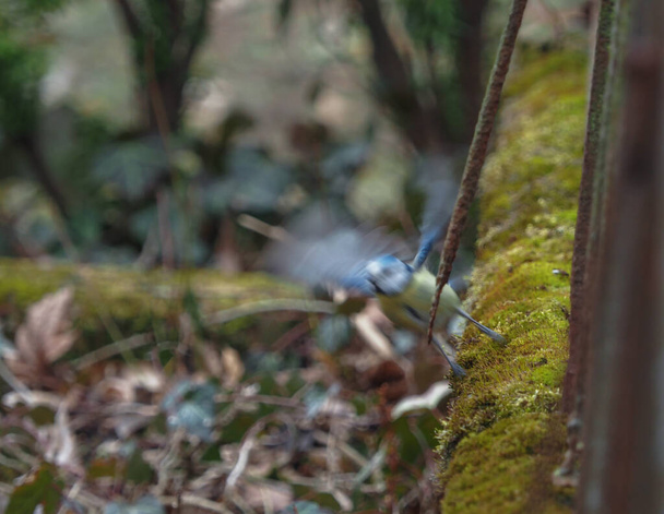 A blue tit in the middle of starting to fly from the ground - Valokuva, kuva