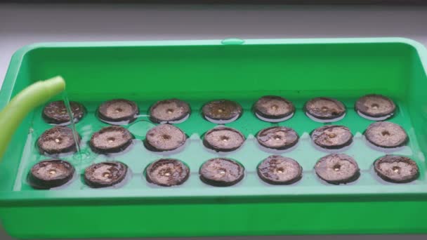 Makro-Nahaufnahme von Torfgranulat, das Wasser auf expandierende Tabletten gießt - Filmmaterial, Video