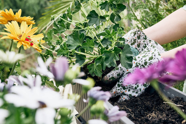 Frau topft Geranienblumen in Blumentopf im Garten ein. Florist Gartenarbeit im Freien. Treibhausspeicher mit bunten Pflanzen. - Foto, Bild