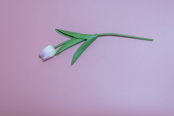 Artificial tulips on a pink background with pastel concept. - Fotoğraf, Görsel