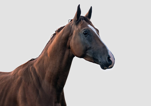 Chesnut don breed stallion portrait isolated on dull grey background. - Photo, Image