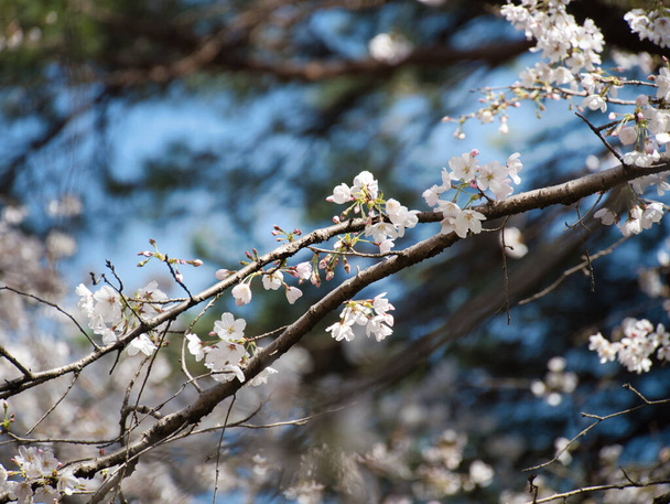 Piękno japońskiej Sakury wiosną w słoneczny dzień - Zdjęcie, obraz