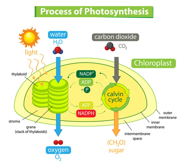 Diagramme montrant le processus de photosynthèse dans l'illustration végétale - Vecteur, image