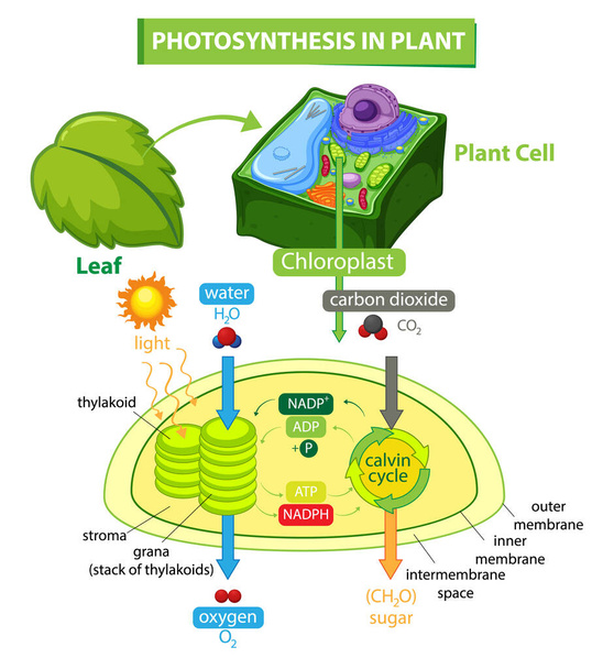 Diagram showing process of photosynthesis in plant illustration - Vector, Image