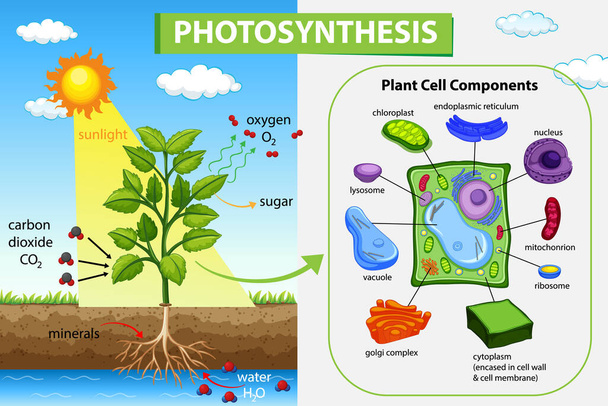 Diagram zobrazující proces fotosyntézy v ilustraci rostlin - Vektor, obrázek