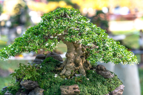 Bonsai and Penjing with miniature in a tray like to say in human life must be strong rise, patience overcome all challenges to live good and useful to society - Photo, Image