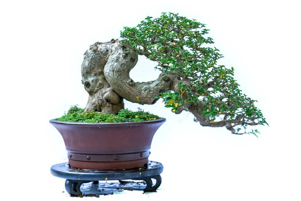 Bonsai ağacı, insanların hayatta kalmak için üstesinden gelmesi gereken soyutlanmayı simgeleyen birçok farklı şekillere sahip bir saksı bitkisinin beyaz arka planında izole edilmiş. - Fotoğraf, Görsel
