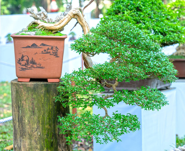 Bonsai and Penjing with miniature in a tray like to say in human life must be strong rise, patience overcome all challenges to live good and useful to society - Photo, Image