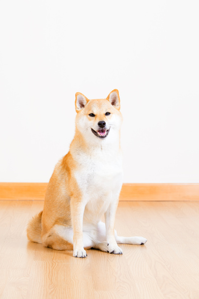 japanischer shiba inu Hund - Foto, Bild