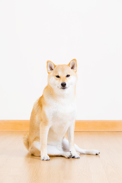 Сидящая на полу собака шиба-ину
 - Фото, изображение