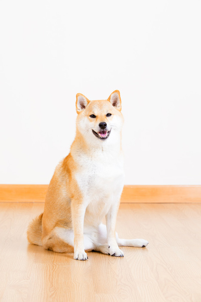 Japanese Shiba Inu dog - Fotografie, Obrázek
