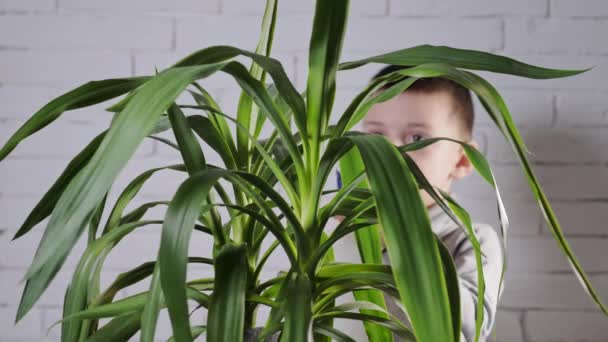 Пандемічна ковадла 19 Залишайтеся вдома, навесні маленька дитина розбризкує рослини у вазонах. Хлопчик доглядає за домашнім заводом. Хлопчик доглядає за рослинами вдома, обприскує рослину чистою водою з пляшки розпилювача
  - Кадри, відео