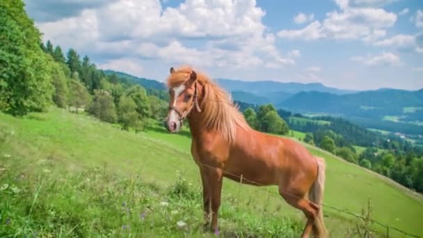 Fotografia cinematográfica de um cavalo marrom olhando para a câmera em uma bela colina verde - Filmagem, Vídeo