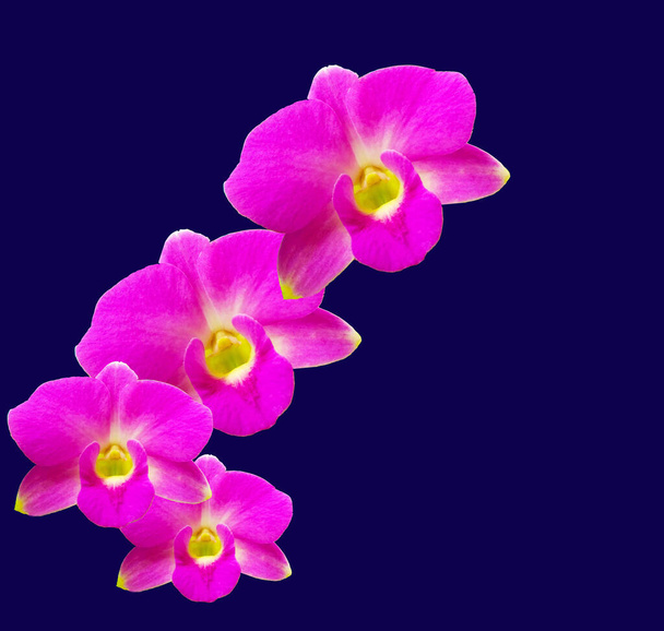 Vista superior, Hermosa colección de flor de orquídea púrpura flor aislada sobre fondo azul oscuro, Stock foto, Flora verano, Planta de jardín - Foto, imagen