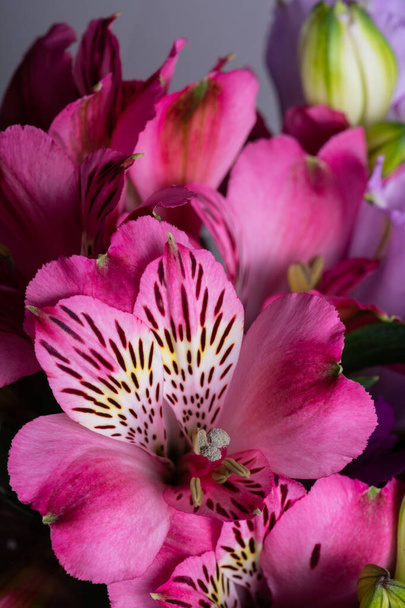 Альстромерія - квіти або перуанські лілії. Вони вважаються символом дружби.. - Фото, зображення