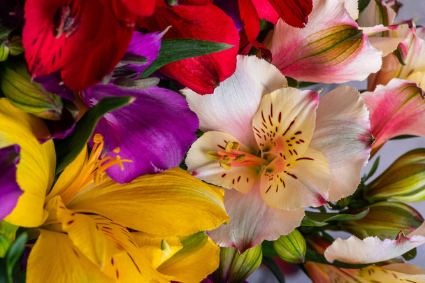 Flores de la Alstroemeria o lirios peruanos. Se consideran un símbolo de amistad.. - Foto, Imagen
