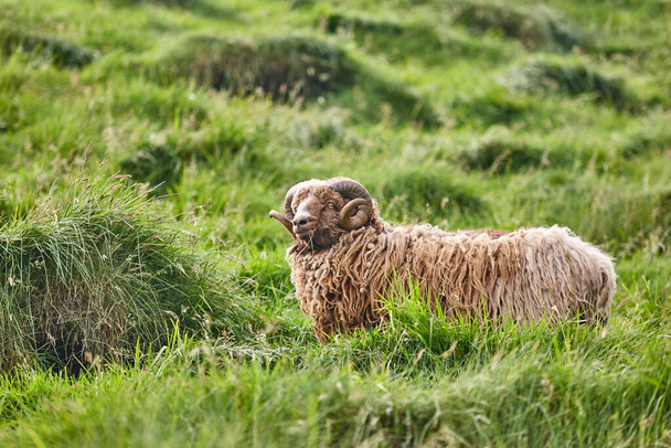 Owce pasące się na wyspach Owczych. Zielony krajobraz górski  - Zdjęcie, obraz