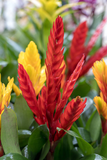 Vriesea (Vriesea Bromeliaceae) is a tropical ornamental plant with exotic flowers of various colors. It is an epiphyte - in natural conditions it grows on trees - Photo, Image