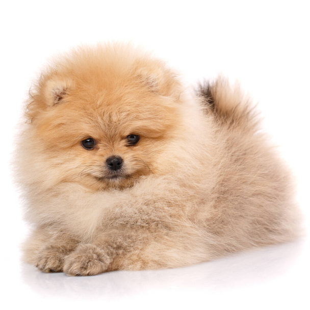 Cute little pomeranian spitz puppy lies on a white background. Studio portrait of fluffy puppy. - Photo, Image