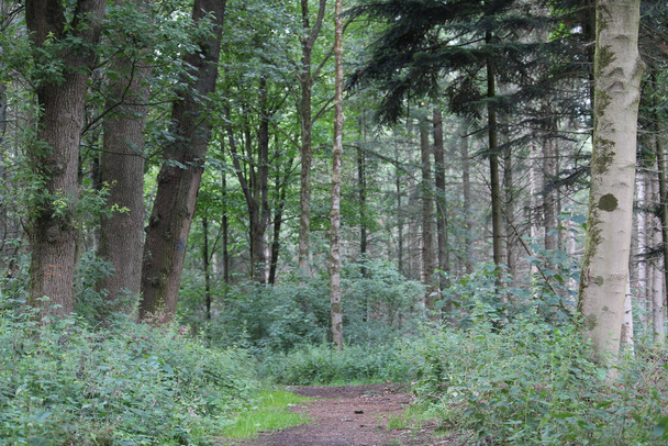 A walking path in the forest in summer - Φωτογραφία, εικόνα