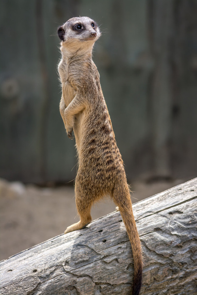 Erdmännchen - suricata suricatta - szurikáta - Foto, Bild