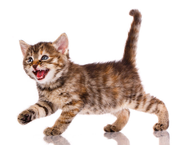 Kitten is angry and meows on a white background. - Foto, Imagem