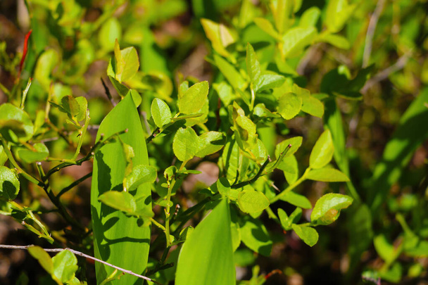 Молоді зелені рослини в весняному лісі
 - Фото, зображення
