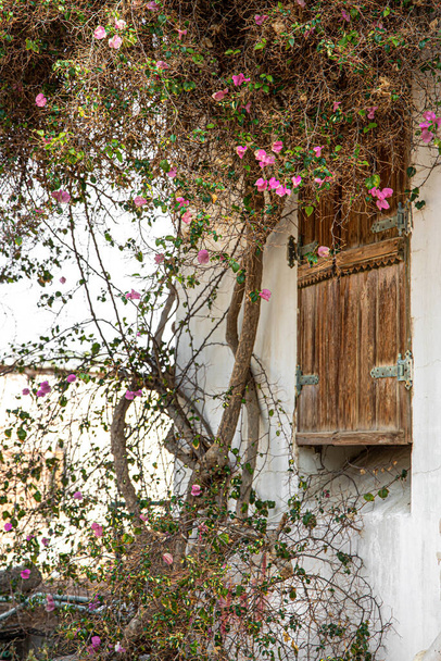 Starý suchý kvetoucí strom splétá podél zdi fasády domu s dřevěnými dveřmi. - Fotografie, Obrázek