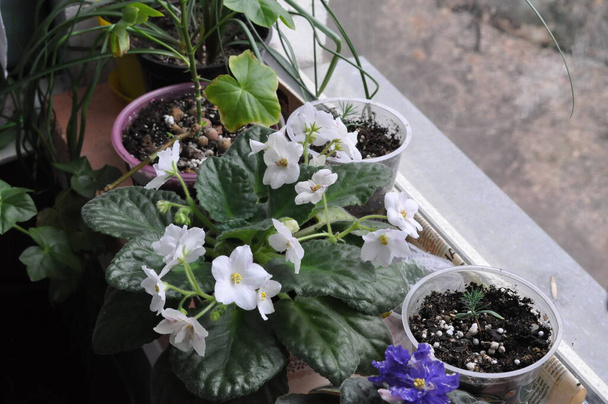 Breeding violets at home. Homemade flowers. Flowers for the house. senpolia. They bloom blue. - Photo, Image