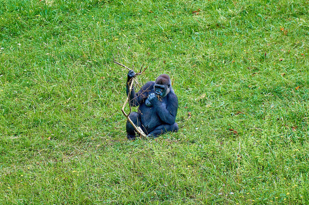 горила їсть гілку дерева
                              - Фото, зображення