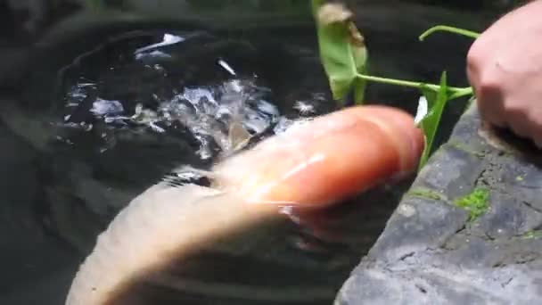 Pesci di stagno che cercano di mangiare una pianta costiera - Filmati, video