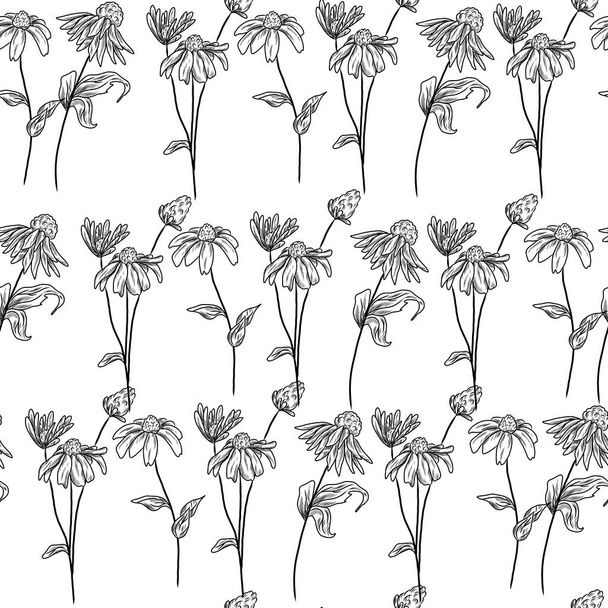 Bezešvé vzor s ručně kreslené květiny echinacea - Vektor, obrázek