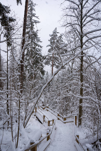 біла стежка в лісі, де на деревах падає багато снігу і там, де є дерев'яні сходи і стежки
 - Фото, зображення