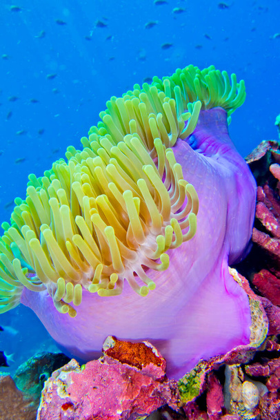 Magnifique anémone de mer, anémone de Ritteri, Heteractis magnifica, parc marin national de Bunaken, Bunaken, Sulawesi Nord, Indonésie, Asie - Photo, image